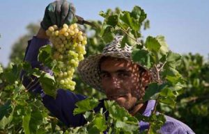 پیش بینی برداشت ۱۳۵ تن انگور در اندیکا