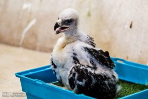 رهاسازی یک بهله عقاب طلایی در دامان طبیعت اندیکا
