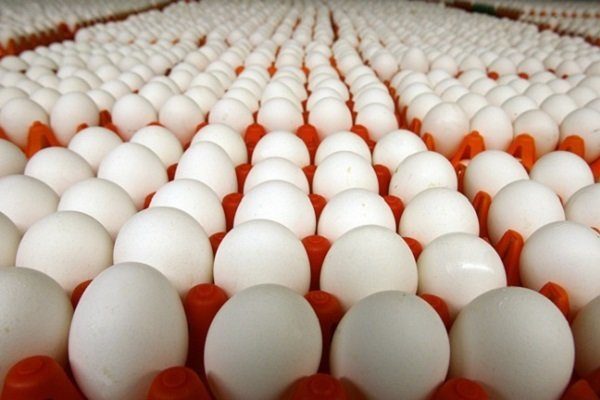 واردات ده‌ها تُن تخم مرغ به کشور