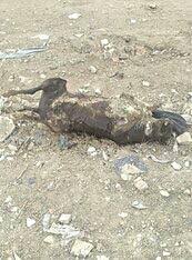 قتل عام سگ ها در مرند