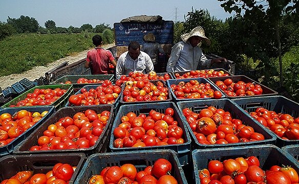ریال برای گوجه فرنگی باد کرده و دلار برای شکر وارداتی