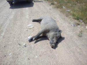 مرگ گراز بر اثر برخورد با خودرو در خرم‌آباد