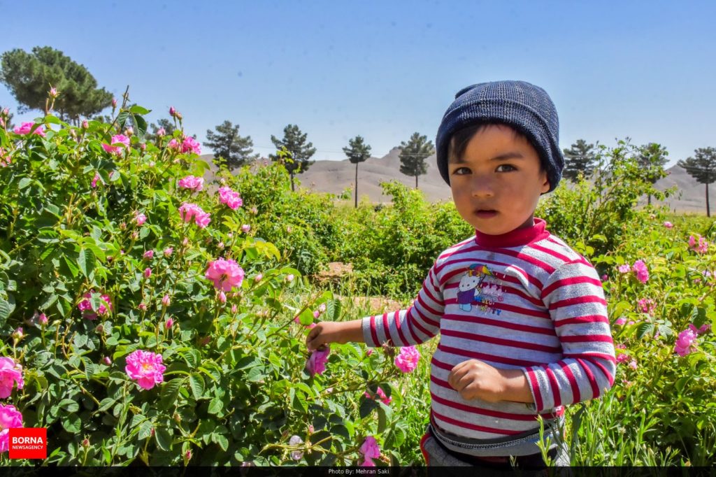 برداشت گل محمدی در دلیجان آغاز شد