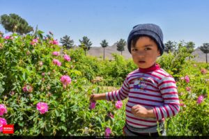 برداشت گل محمدی در دلیجان آغاز شد