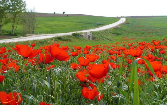 ایرانگردی با خبر روز، قسمت ۲: سمنان