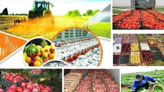 تولید محصولات کشاورزی در سالجاری به ۱۲۸ میلیون تن می رسد