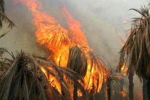 ۱۲۰ اصله نخل خرما در بخش بزمان سیستان و بلوچستان طعمه حریق شد