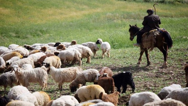 جابجایی دامها در فصل کوچ مشروط به ارائه کارت دامداری و مجوز تردد شد