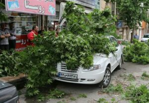 تند باد در شیراز موجب شکستگی درختان و قطعی برق شد