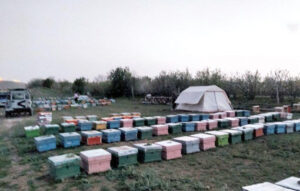 از سرگیری تولید عسل در شهرستان مراغه باشروع فصل شکوفه