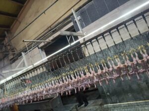 قاچاق تخم مرغ نطفه دار عامل افزایش قیمت جوجه یک روزه در بازار/۲۵ درصد ظرفیت تولید مرغداری های استان آذربایجان شرقی مرغ به بازار عرضه می شود