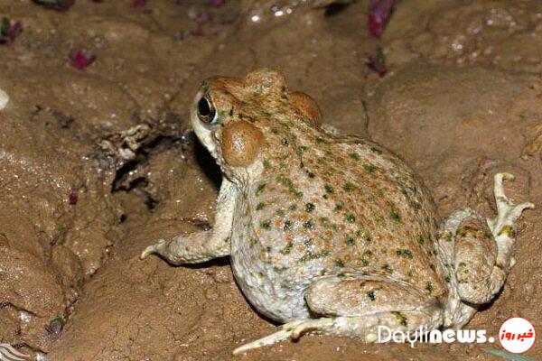 ثبت گونه وزغ لرستانی برای نخستین بار در مسجدسلیمان