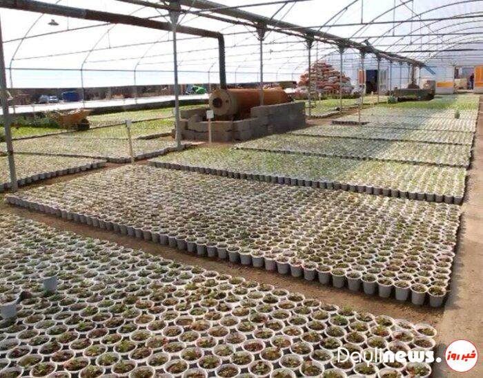 آغاز تولید نشاء گوجه فرنگی و فلفل برای باغات لاله تبریز