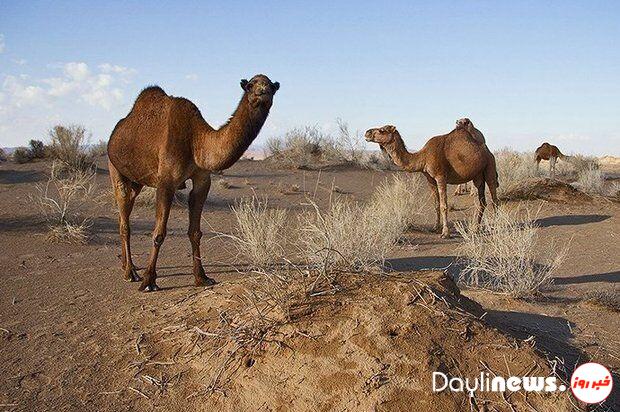 پرورش شتر در خوزستان اقتصادی و سودآور است