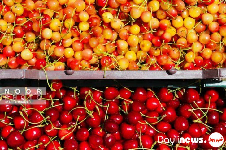 گردشگری با طعم گیلاس افیل  اهر آذربایجان شرقی