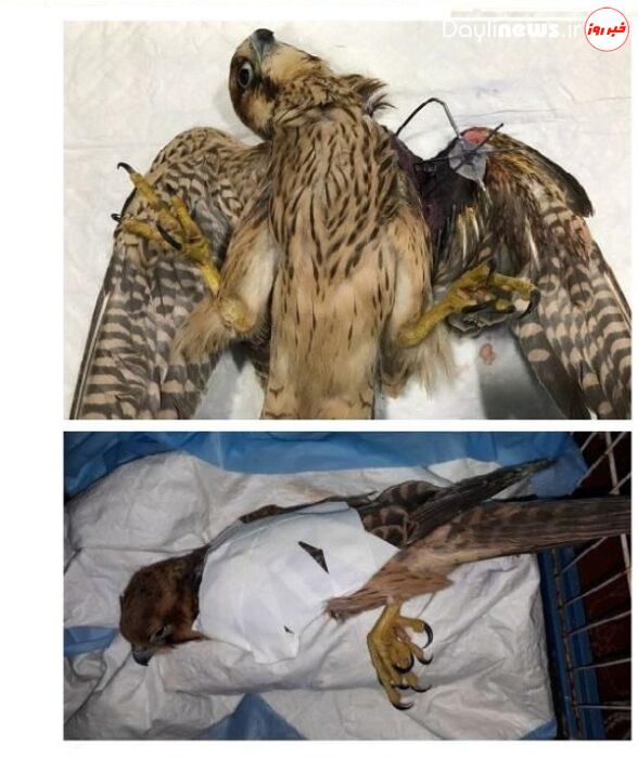 جراحی اورتوپدی پرنده شکاری کم‌یاب برای اولین بار در تبریز