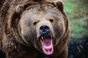 حمله خرس وحشی به عشایر منطقه بازفت