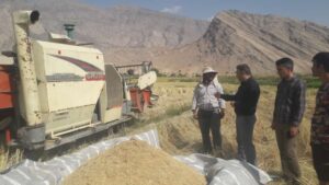 به دلیل رعایت الگوی کشت و به خاطر خشکسالی، امسال تنها ۳۵۰ هکتار از اراضی بخش سوسن شهرستان ایذه زیرکشت برنج رفت
