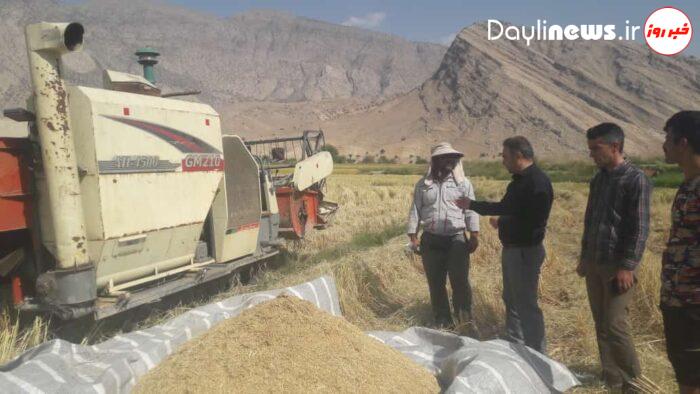 به دلیل رعایت الگوی کشت و به خاطر خشکسالی، امسال تنها ۳۵۰ هکتار از اراضی بخش سوسن شهرستان ایذه زیرکشت برنج رفت
