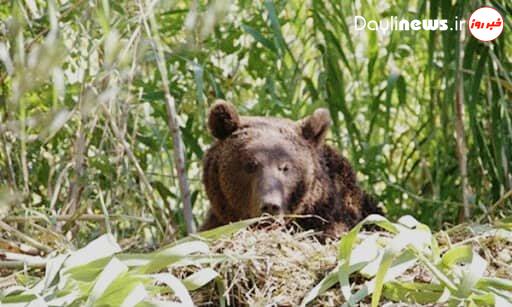 صحت خبر آتش زدن خرس قهوه‌ای در آذربایجان شرقی در دست بررسی است