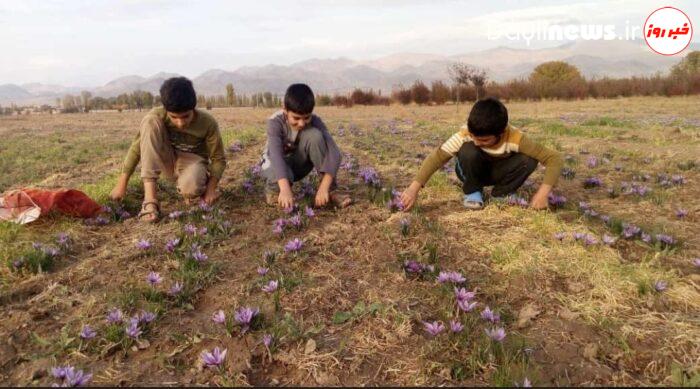 برداشت زعفران از باغات روستای هوجقان آغاز شد