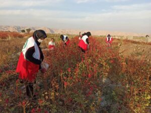 اعزام کاروان نیکوکاری به مناسبت روز جهانی داوطلب به مزارع کشاورزی در رامهرمز