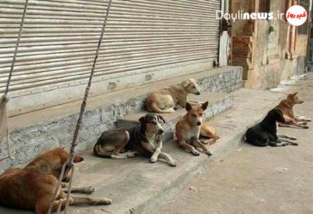جولان سگهای ولگرد در هندیجان / حمله سگ های ولگرد به بانوان و کودکان