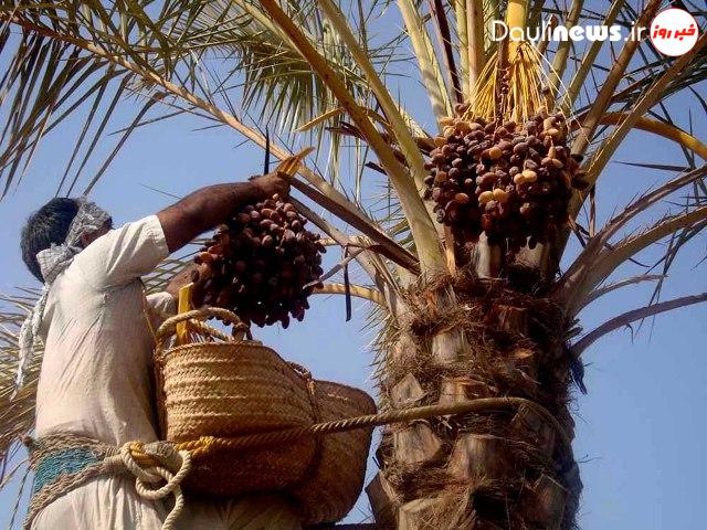 طلب نخلداران خوزستانی تسویه شد