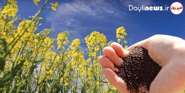 کشت کلزا در لرستان ۲ برابر میشود+ مزایای کشت محصول