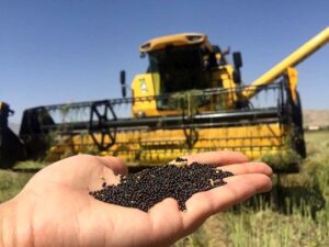 آغاز برداشت دانه های روغنی کلزا از مزارع شهرستان رامهرمز