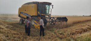 آغاز برداشت خوشه های طلایی گندم از مزارع شهرستان رامهرمز