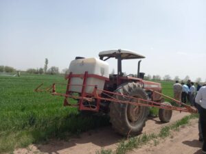 عملیات مبارزه با سن مادر در ۳۸ هزار هکتار از مزارع کشاورزی شهرستان تاکستان آغاز شد