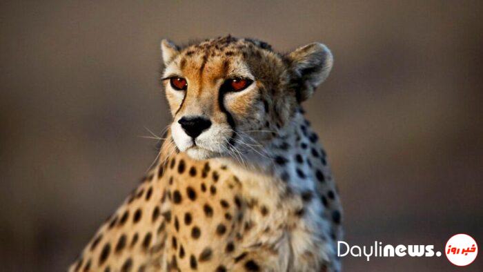 Environmental Protection Organization: The second of the three “Iran” cheetah cubs also perished