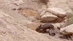 رویت دو قلاده خرس قهوه‌ای در ارتفاعات مسجدسلیمان