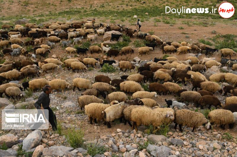 تلف شدن ۸۰ راس دام در مناطق عشایری اندیکا