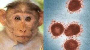فعلا نیازی به واکسیناسیون آبله میمون نیست