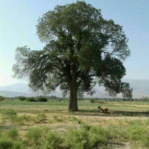 درخت کهنسال ۳۵۰ ساله در مرند