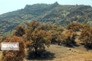 نخستین سنجابک درختی در خوزستان ثبت شد