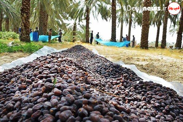 دست خرماداران بم در پوست گردو