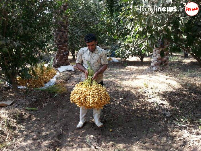 شمال خوزستان ظرفیتی برای تبدیل شدن به قطب جدید خرمای کشور