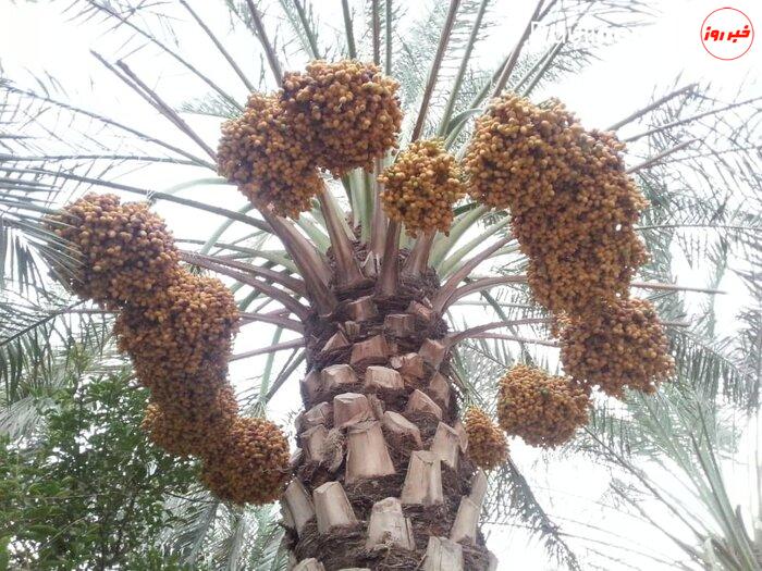 شمال خوزستان ظرفیتی برای تبدیل شدن به قطب جدید خرمای کشور