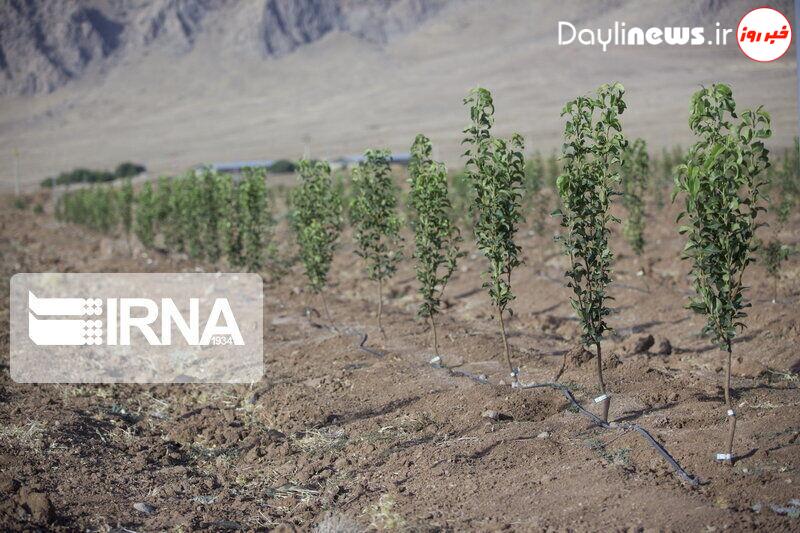 شناسایی ۱۶۱ هزار هکتار عرصه مستعد زراعت چوب در خوزستان