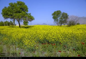 معاون جهاد کشاورزی استان: کشاورزان کرمانشاهی کُلزا کشت کنند