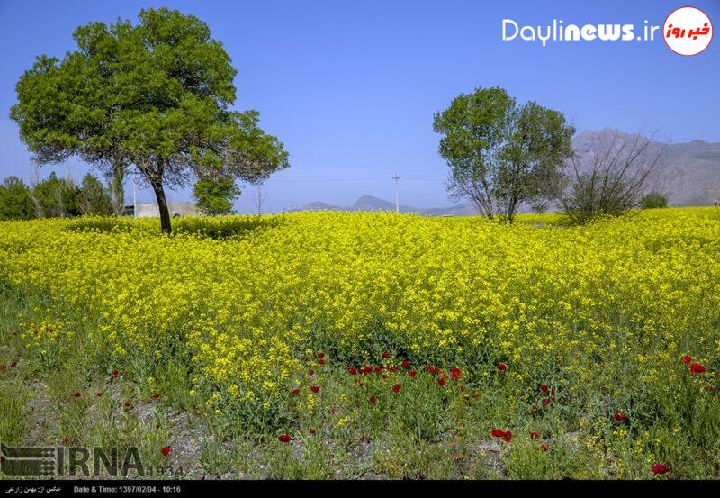 معاون جهاد کشاورزی استان: کشاورزان کرمانشاهی کُلزا کشت کنند