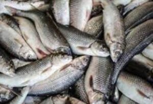 دستگیری صیادان غیرمجاز ماهی در رودخانه ارس