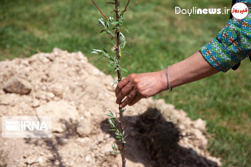 توسعه نهالستان‌ با هدف ایجاد کانون هوای پاک در لرستان ضروری است