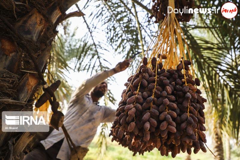 تولید خرما در خوزستان رکورد زد