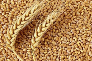 پنج هزار و۶۰۰ میلیارد ریال تسهیلات برای تولید بذر گندم در خوزستان پرداخت شد