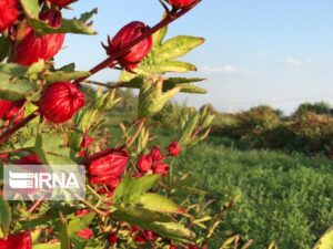 پیش بینی برداشت ۲۰ تن چای ترش از زمین های کشاورزی خوزستان