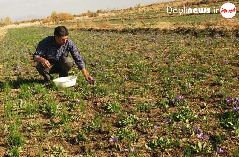 آغاز برداشت زعفران از مزارع مرند